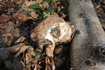 Queens Hill Costessey Norwich, United Kingdom, March 2, 2025. Views from Queens Hill Forest