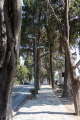 Avenue of tall old cypress trees lining both sides of footpath alongside road