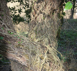 Queens Hill Costessey Norwich, United Kingdom, March 2, 2025. Views from Queens Hill Forest