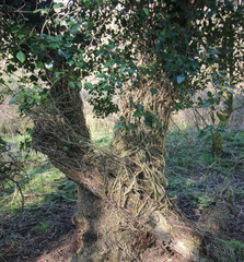 Queens Hill Costessey Norwich, United Kingdom, March 2, 2025. Views from Queens Hill Forest