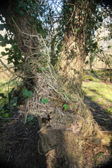 Queens Hill Costessey Norwich, United Kingdom, March 2, 2025. Views from Queens Hill Forest