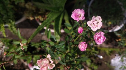 Rosa multiflora, Pink Baby Rose