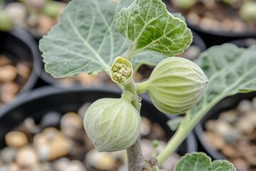 Close-Up of Fig Tree Buds Showing Fresh Growth with Light Green Texture and Tender Leaves in a Garden Setting, Ideal for Nature and Gardening Themes