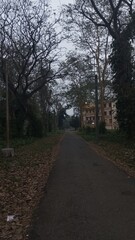 road in the woods