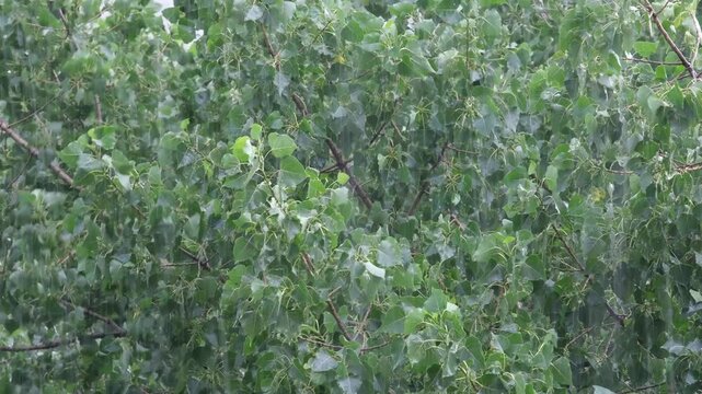 Strong rain against the background of green trees close up