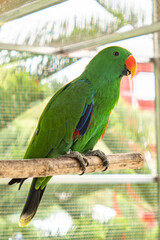 Vibrant Green Eclectus Parrot Perched on a Wooden Branch in an Aviary