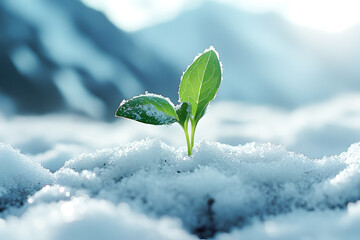 Green sprout breaking through snow. Concept of purposefulness and the birth of new life