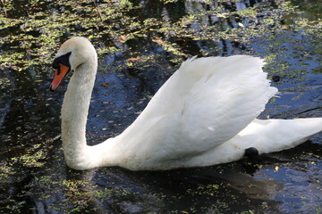 A swan swims across a pond overgrown with aquatic plants.