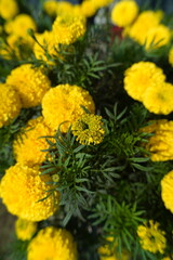 yellow flowers in the garden