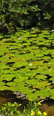 green leaves reflected in water