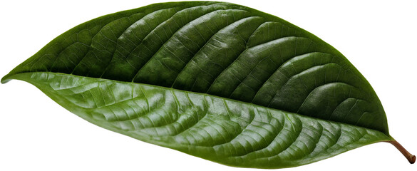Nahaufnahme eines glänzend grünen Blattes mit ausgeprägter Blattstruktur und sichtbarer Mittelrippe