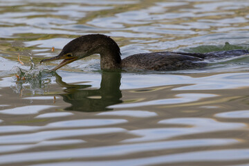 Fish splashes as cormorant uses hooked beak to catch it