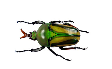 A vibrant green yellow flower beetle known as Eudicella woermanni isolated on transparent