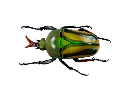 A vibrant green yellow flower beetle known as Eudicella woermanni isolated on transparent
