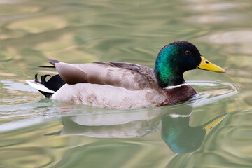 Male drake, a mallard duck portrait with curled tail feathers visible, at Agua Caliente Park in Tucson, Arizona, USA