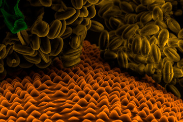 Tradescantia pollen grains