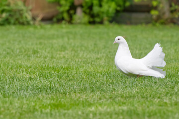 White Dove on Green Lawn