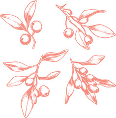 Fototapeta premium Set of berry silhouettes