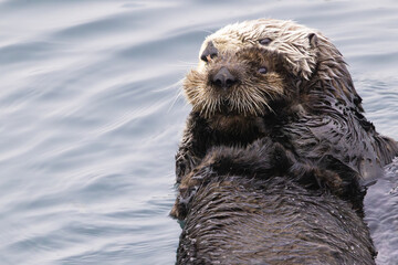 Close up furry faces as mother sea otter tightly embraces and cuddles baby at Morro Bay harbor in California, USA