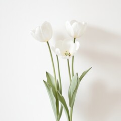 Elegant white tulips arranged gracefully on a light background during springtime