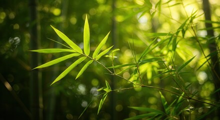 Naklejka premium Bamboo Forest Leaves and Stalks with Sunlight Filtering Through the Trees