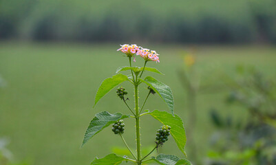 pink cosmos flower