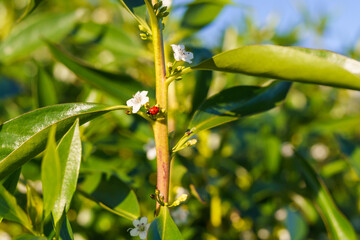 Sunlit greenery with a ladybug resting among blooming flowers.