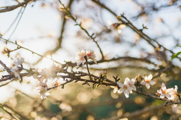 Sunlit almond flowers contrast beautifully with the deep blue sky.