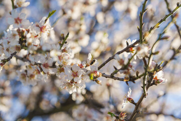 Beautiful almond blossoms in full bloom create a stunning springtime scene.