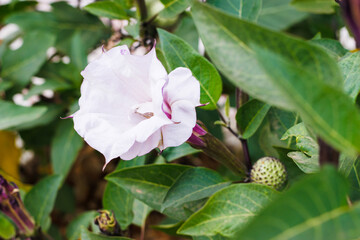 Devils Trumpet flower close-up in the garden