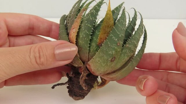 Video of woman hands showing a rosette of an aloe aristata with some damaged leaves. Hands holding an aloe aristata, also known as lace aloe.