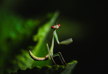 Praying mantis