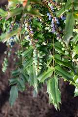 Berberis aquifolium, mahonia aquifolium, Oregon grape or holly-leaved barberry branches with ripe and green berries.