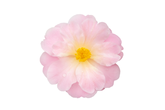 Camellia flower with pale pink petals and yellow stamens isolated transparent png