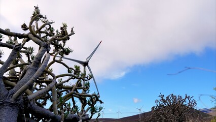 Wind turbines generating clean energy rise above the typical vegetation of the Canary Islands under...