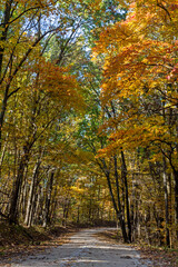Road through woods with brightly colored autumn leaves on the trees