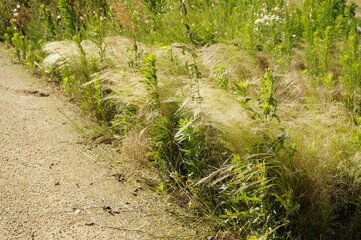 minimalistic image of feather grass and canadian fleabane plants on a windy, sunny day in a park