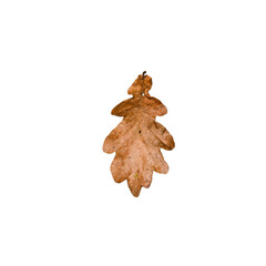 Autumn oak leaf isolated on transparent background