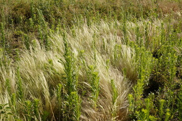 minimalistic image of feather grass and canadian fleabane plants on a windy, sunny day in a park