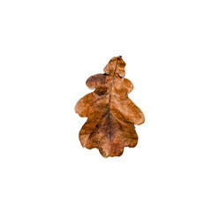 Autumn oak leaf isolated on transparent background