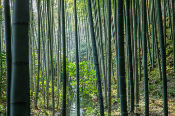The Bamboo Forest, Arashiyama Bamboo Grove or Sagano Bamboo Forest, is a natural forest of bamboo in Arashiyama, Kyoto, Japan.	
