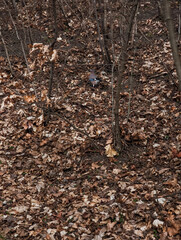 Eurasian jay foraging in fallen leaves in prague forest in palmovka Liben district Thomayer Gardens