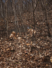 Eurasian jay bird foraging in dry leaves in prague forest in palmovka Liben district Thomayer Gardens