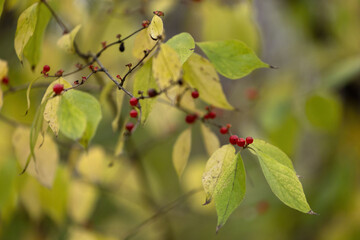 Red amur honeysuckle berries on bush