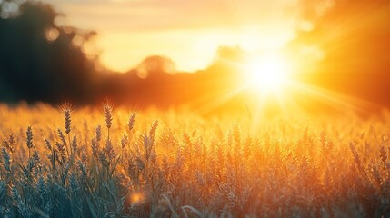 Golden sunset over wheat field