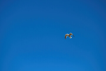 Gull flying over Bolio Lake