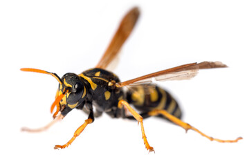 wasp isolated on white background Vespula Vulgaris