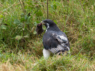 African Hawk-Eagle African Hawk-Eagle sitting low in the grass  and holding a rodent in its beak 