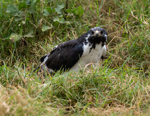 Fototapeta premium African Hawk-Eagle sitting low in the grass looking for prey