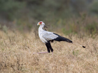 Secretarybird walking through the grasslands, displaying its distinctive long legs and striking plumage
